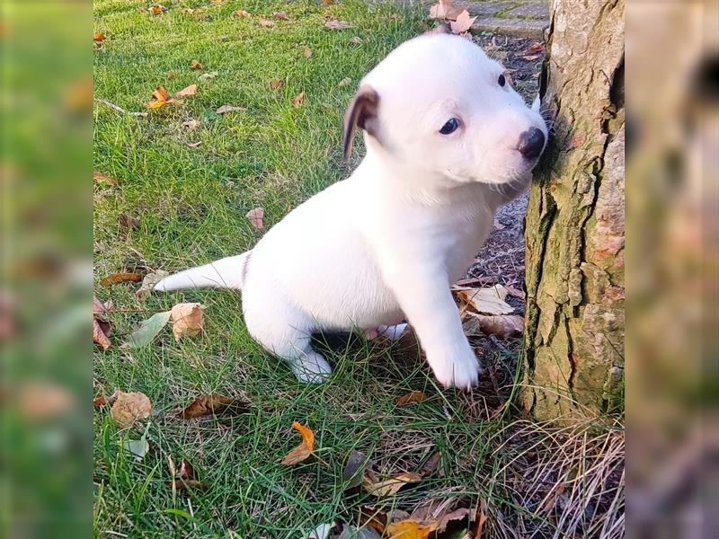 Reinrassige Jack Russel Welpen zu verkaufen