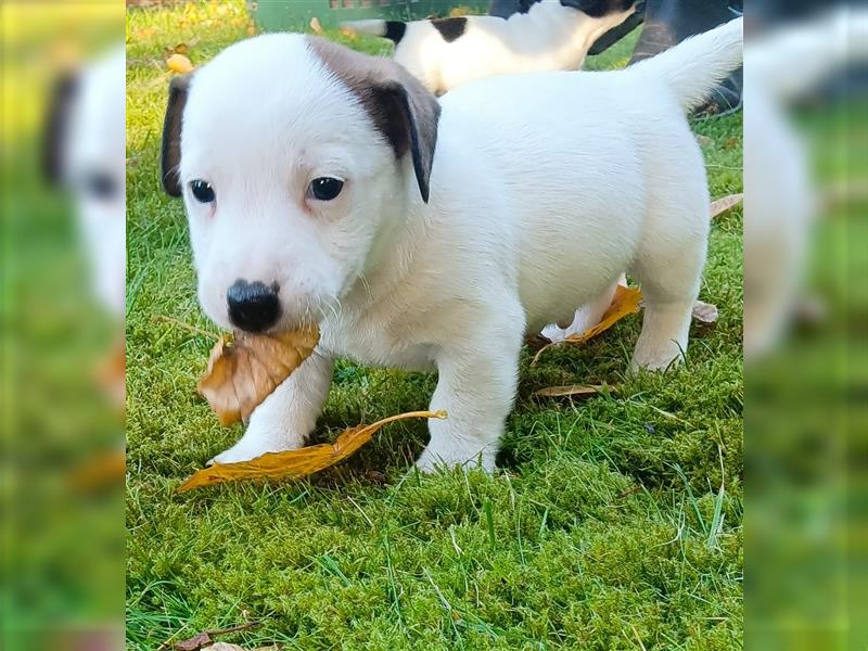 Reinrassige Jack Russel Welpen zu verkaufen