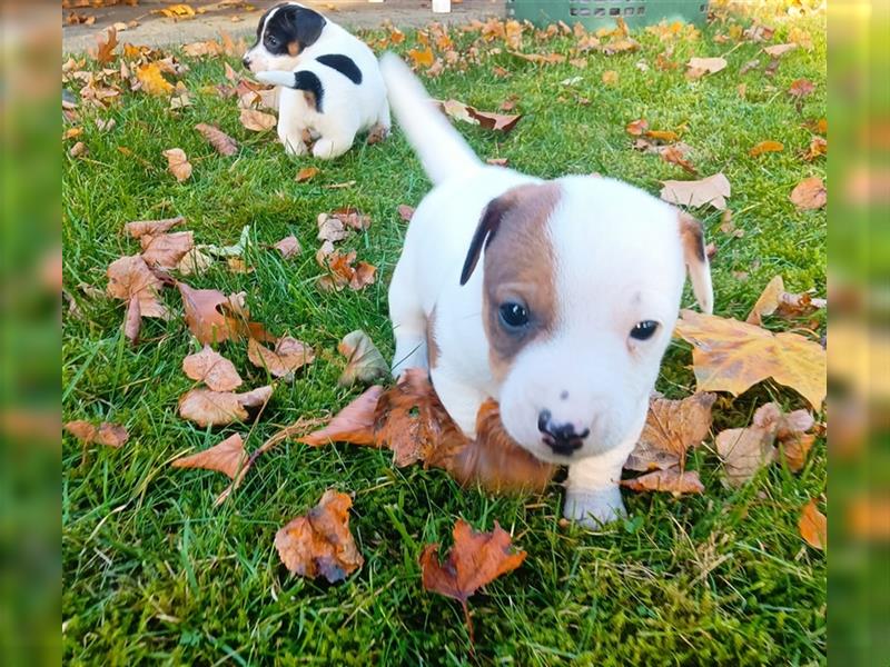 Reinrassige Jack Russel Welpen zu verkaufen