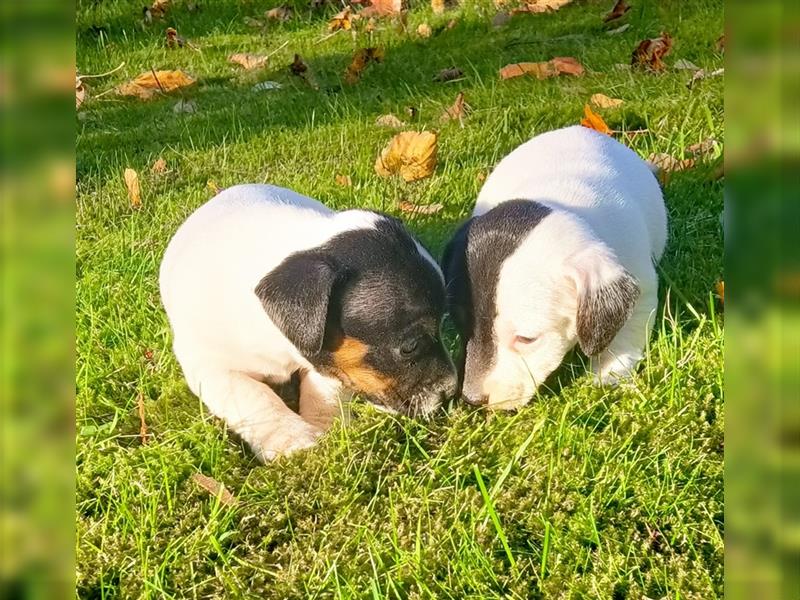 Reinrassige Jack Russel Welpen zu verkaufen