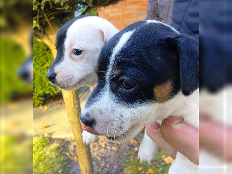 Reinrassige Jack Russel Welpen zu verkaufen