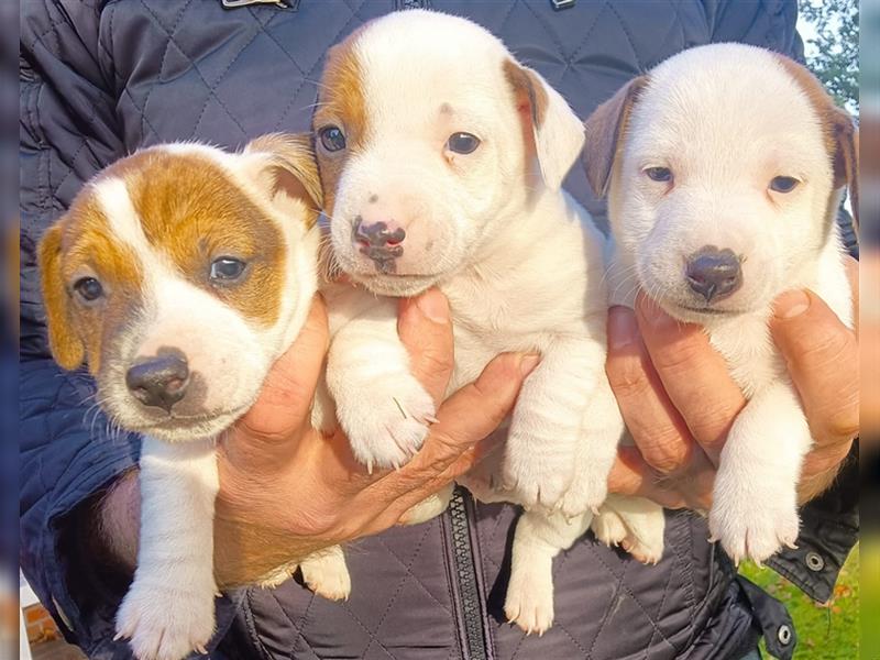 Reinrassige Jack Russel Welpen zu verkaufen