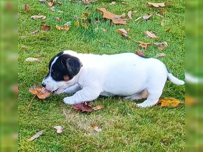 Reinrassige Jack Russel Welpen zu verkaufen