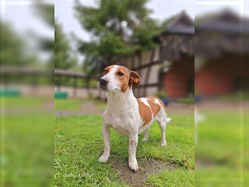 Jack Russel Welpen