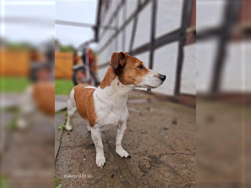 Jack Russel Welpen