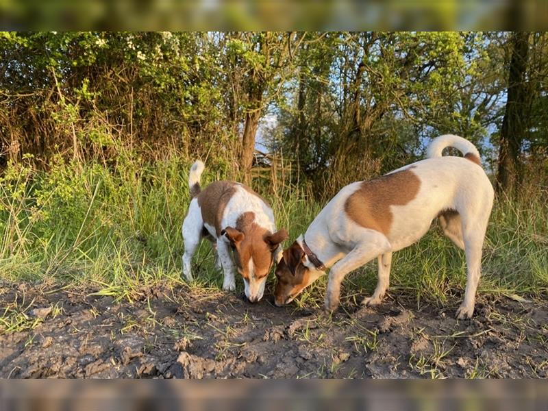 Jack Russel Welpen