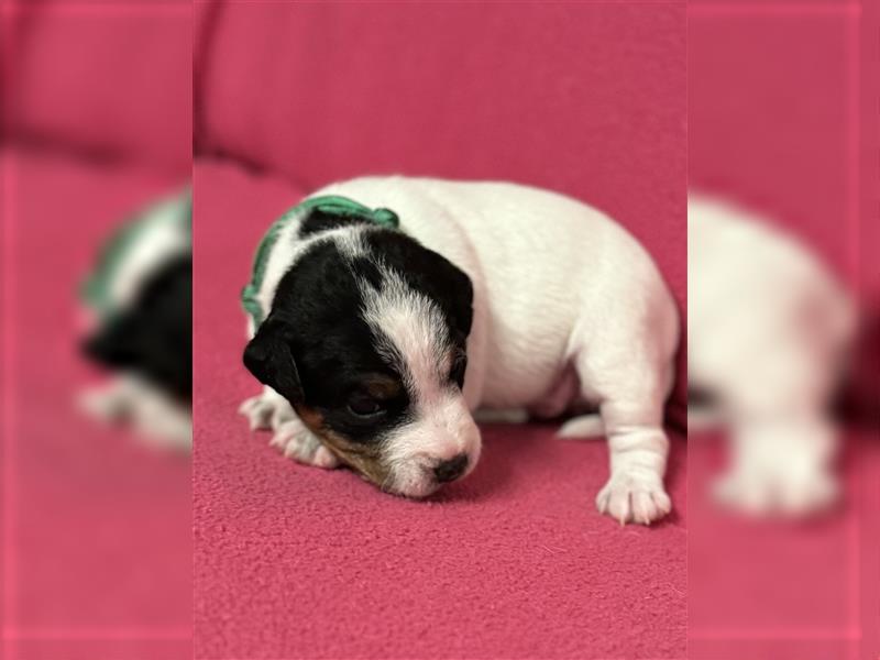 Jack Russel Terrier Welpen