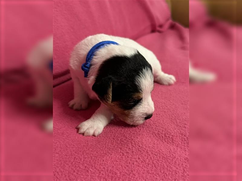 Jack Russel Terrier Welpen