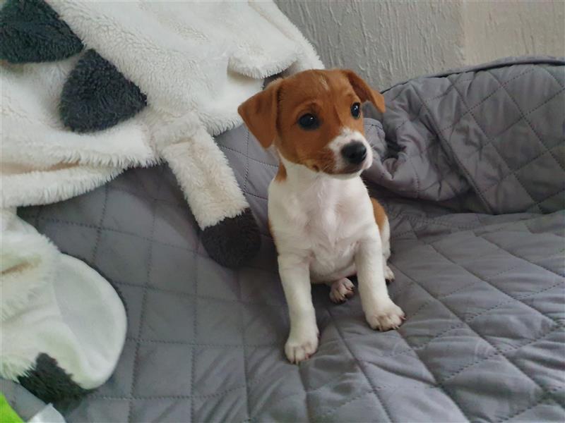 Jack Russell Terrier