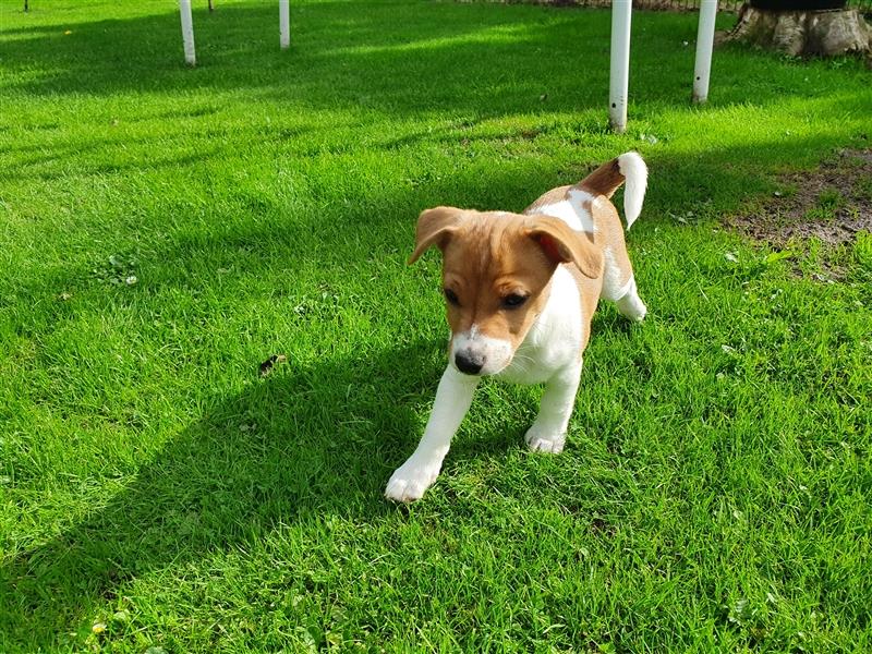 Jack Russell Terrier