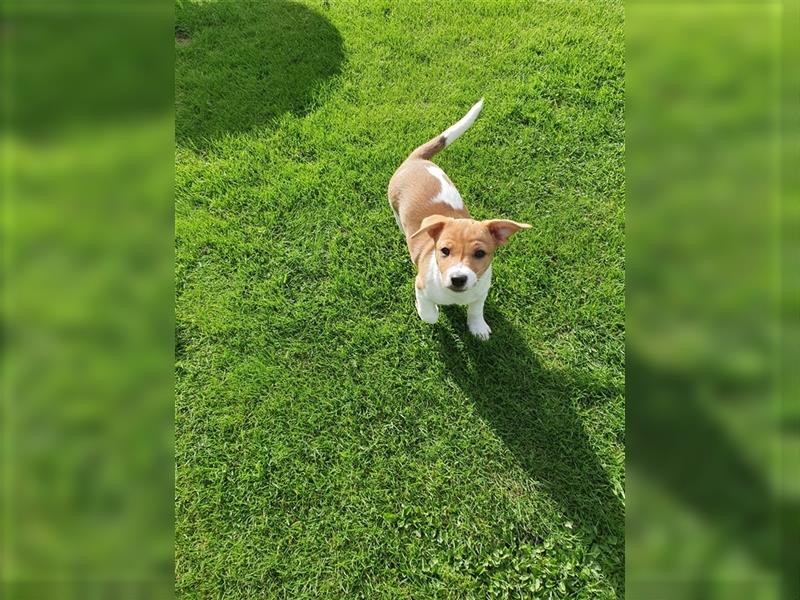 Jack Russell Terrier