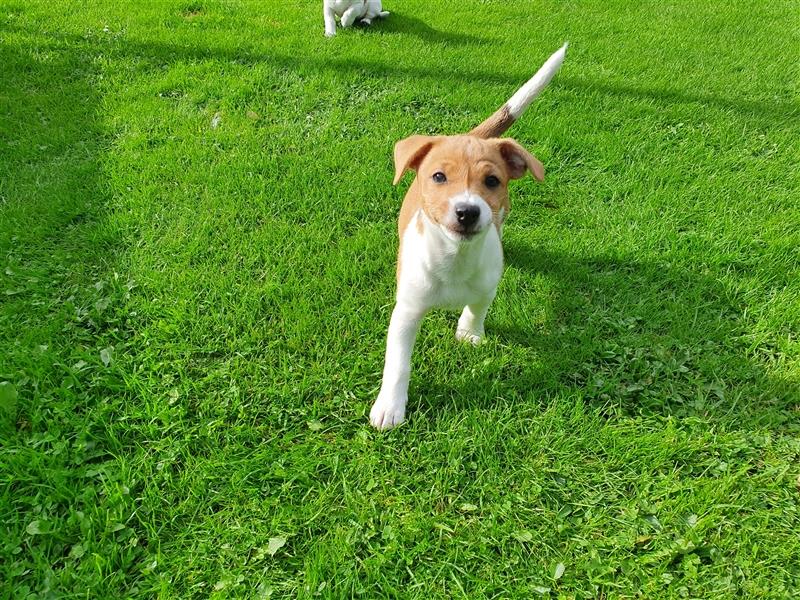 Jack Russell Terrier