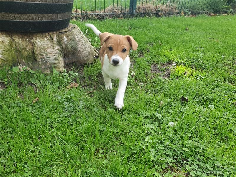 Jack Russell Terrier