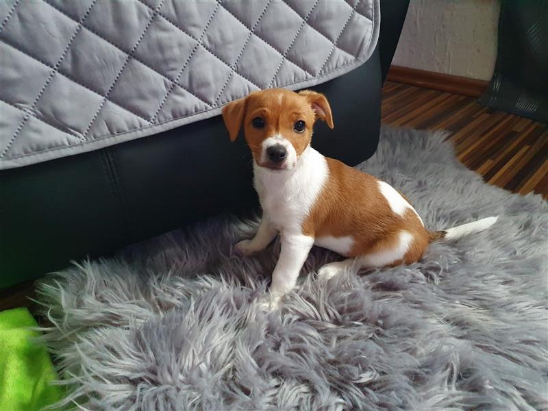 Jack Russell Terrier