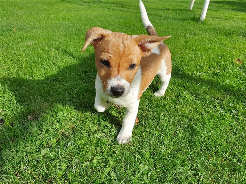 Jack Russell Terrier