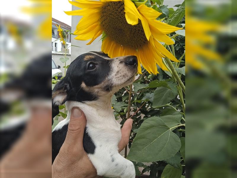 Jack Russell Terrier welpen mit CHIP/Eu-Pass AB SOFORT