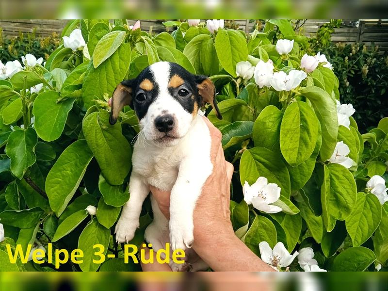 Jack Russell Terrier 2 Rüden mit CHIP/Eu-Pass ab sofort