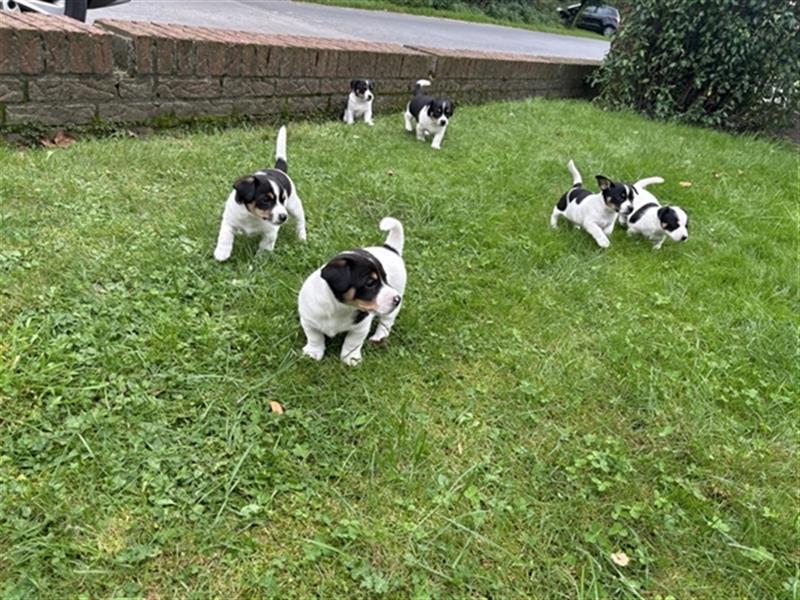 Jack Russel Terrier Welpen