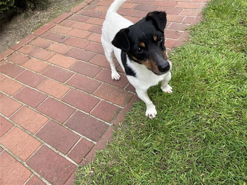 Jack Russel Terrier Welpen