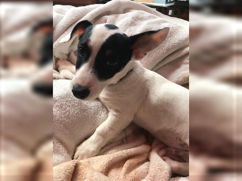 Jack Russell Terrier  Hündin und Rüde ABHOLBEREIT