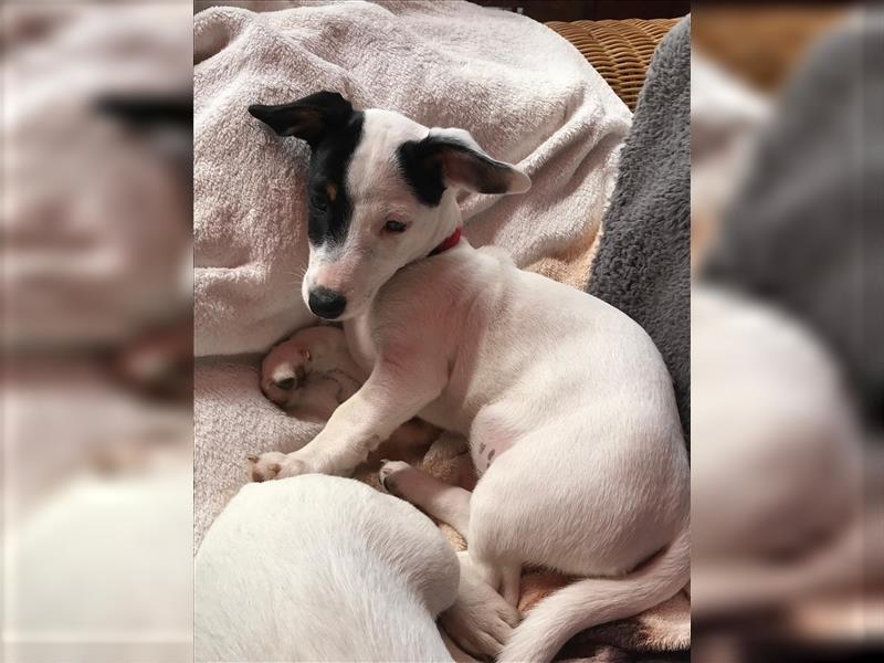 Jack Russell Terrier  Hündin und Rüde ABHOLBEREIT