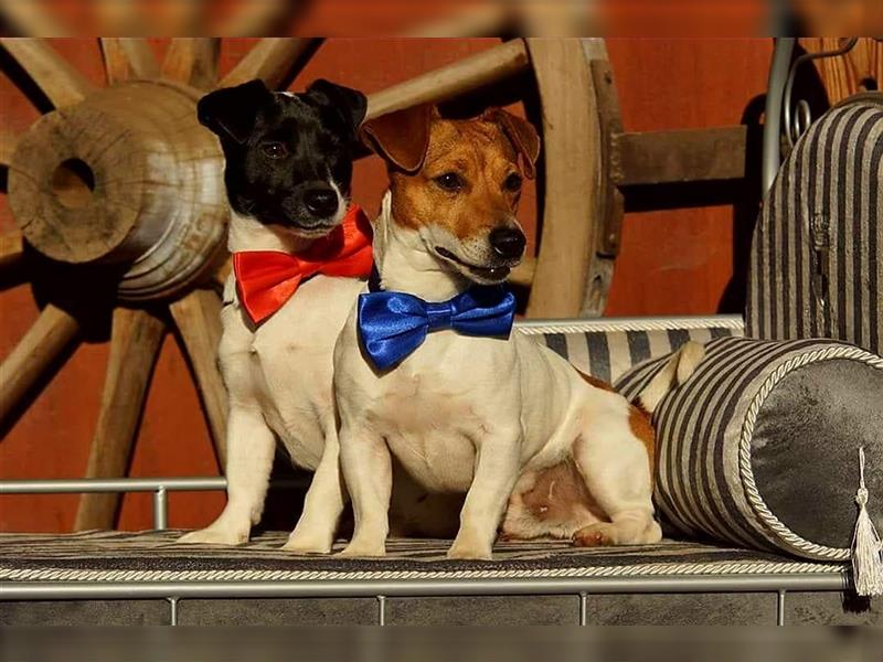 Jack Russell Terrier Welpen * reinrassige* kurzhaarig und kleinbleibend