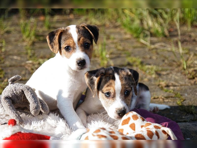 Jack Russell Terrier Welpen in Tricolor, Blue-Merle und Red-Merle abzugeben