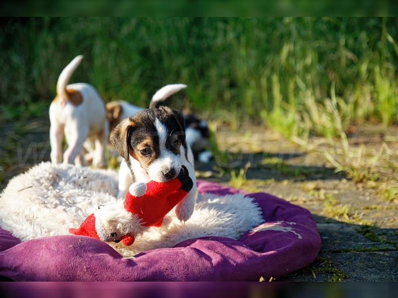 Jack Russell Terrier Welpen in Tricolor, Blue-Merle und Red-Merle abzugeben