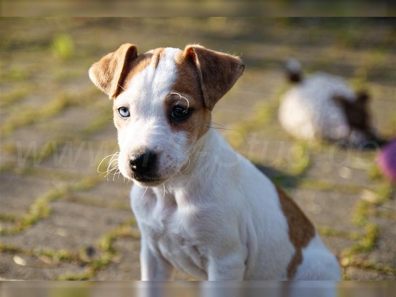 Jack Russell Terrier Welpen in Tricolor, Blue-Merle und Red-Merle abzugeben