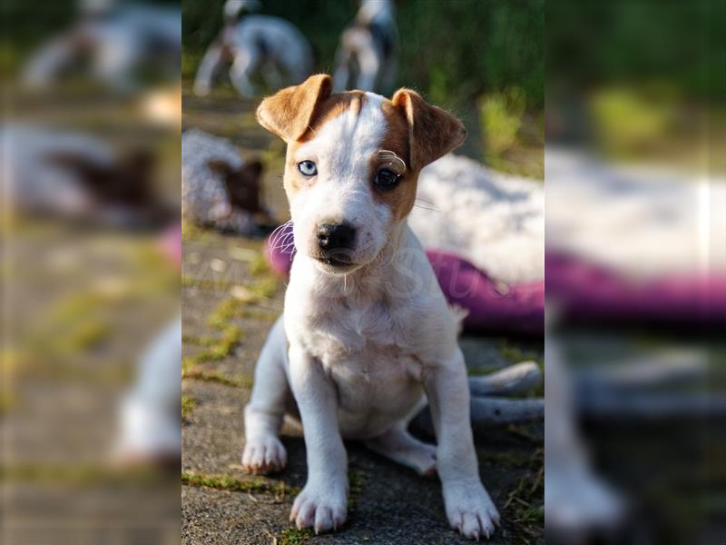 Jack Russell Terrier Welpen in Tricolor, Blue-Merle und Red-Merle abzugeben