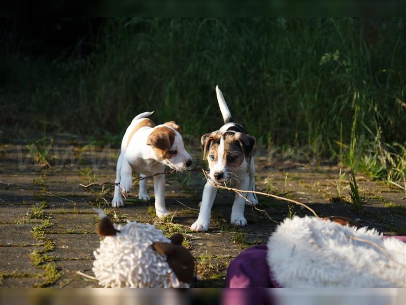 Jack Russell Terrier Welpen in Tricolor, Blue-Merle und Red-Merle abzugeben