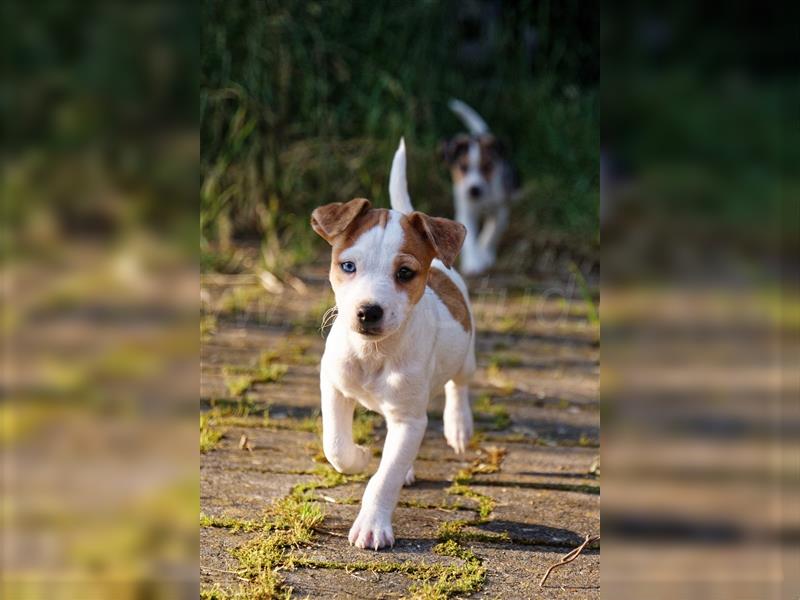 Jack Russell Terrier Welpen in Tricolor, Blue-Merle und Red-Merle abzugeben