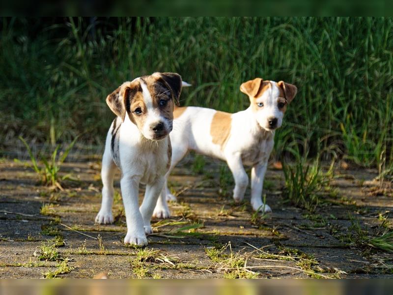 Jack Russell Terrier Welpen in Tricolor, Blue-Merle und Red-Merle abzugeben