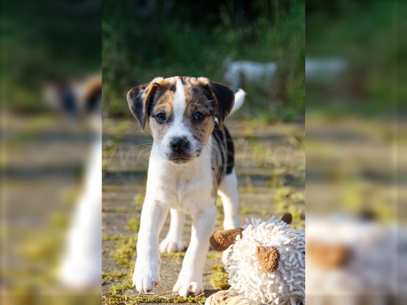 Jack Russell Terrier Welpen in Tricolor, Blue-Merle und Red-Merle abzugeben