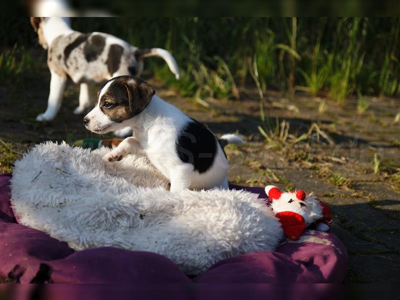 Jack Russell Terrier Welpen in Tricolor, Blue-Merle und Red-Merle abzugeben