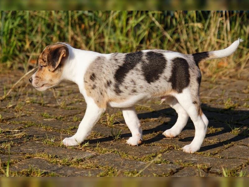 Jack Russell Terrier Welpen in Tricolor, Blue-Merle und Red-Merle abzugeben