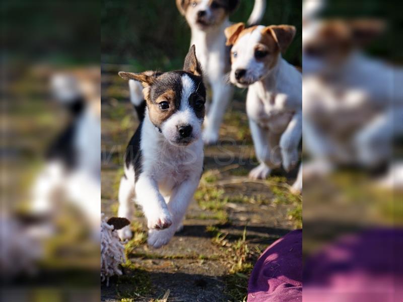 Jack Russell Terrier Welpen in Tricolor, Blue-Merle und Red-Merle abzugeben