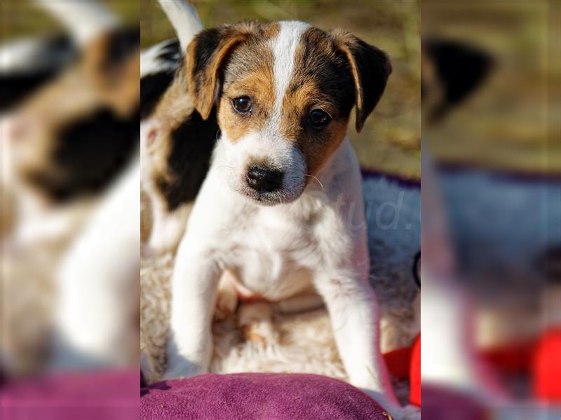 Jack Russell Terrier Welpen in Tricolor, Blue-Merle und Red-Merle abzugeben