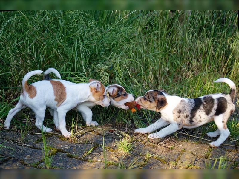 Jack Russell Terrier Welpen in Tricolor, Blue-Merle und Red-Merle abzugeben