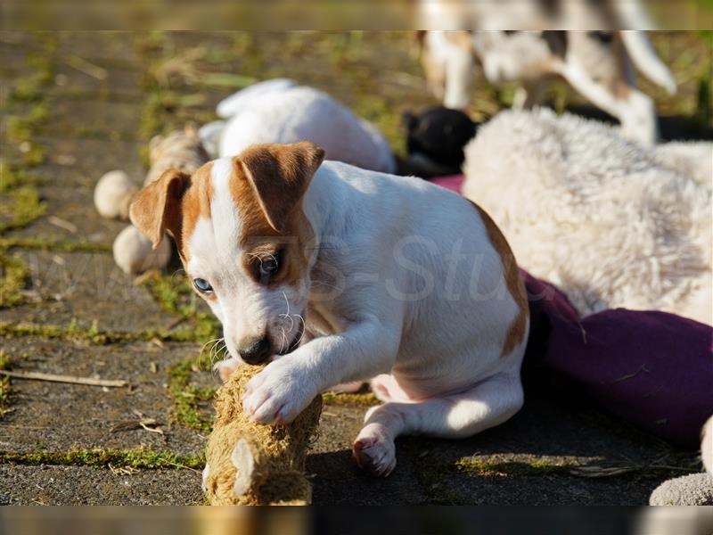 Jack Russell Terrier Welpen in Tricolor, Blue-Merle und Red-Merle abzugeben