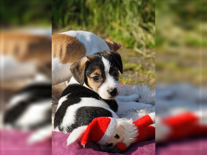 Jack Russell Terrier Welpen in Tricolor, Blue-Merle und Red-Merle abzugeben