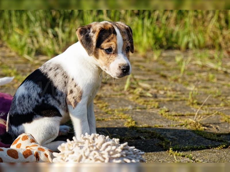 Jack Russell Terrier Welpen in Tricolor, Blue-Merle und Red-Merle abzugeben