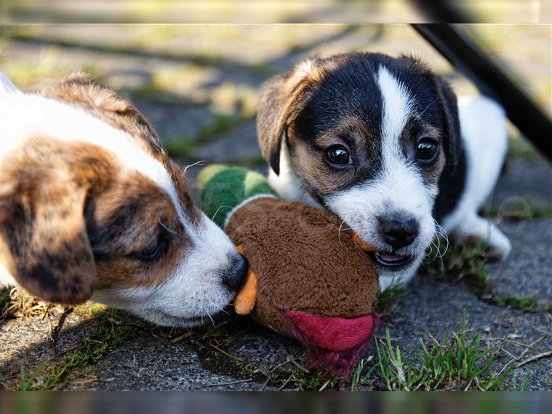 Jack Russell Terrier Welpen in Tricolor, Blue-Merle und Red-Merle abzugeben