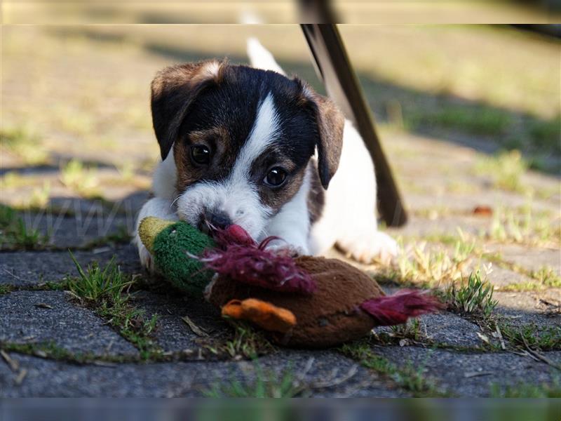 Jack Russell Terrier Welpen in Tricolor, Blue-Merle und Red-Merle abzugeben