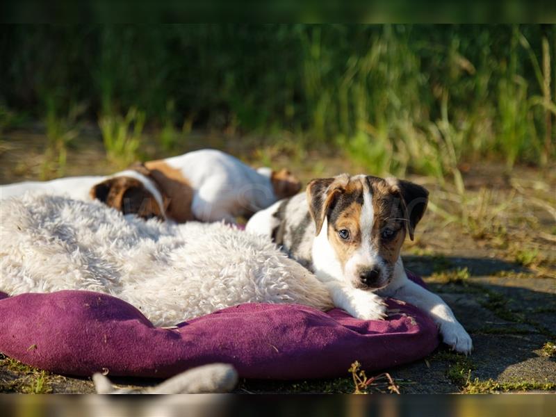 Jack Russell Terrier Welpen in Tricolor, Blue-Merle und Red-Merle abzugeben