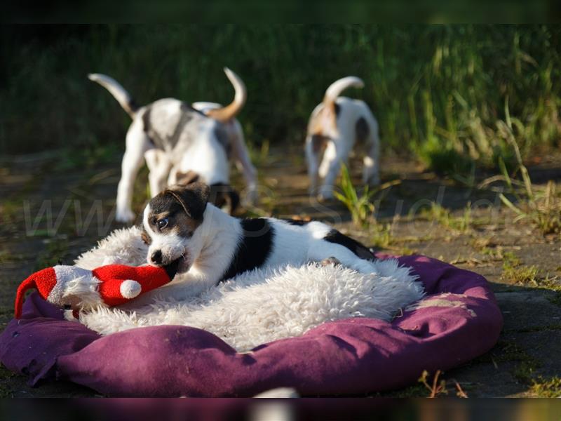 Jack Russell Terrier Welpen in Tricolor, Blue-Merle und Red-Merle abzugeben