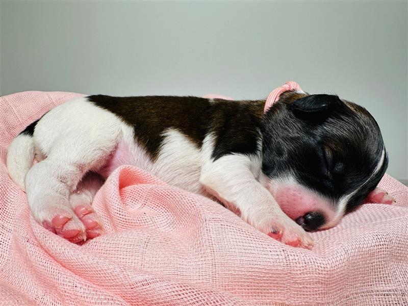 Jack Russell Terrier Tricolor