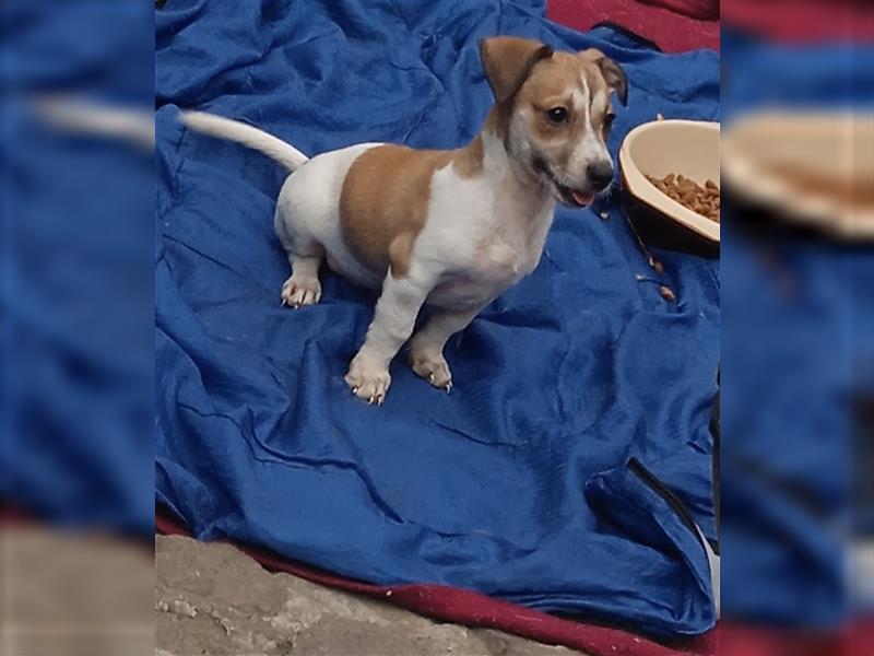 Jack Russell Terrier HÜNDIN mit CHIP/Eu-Pass AB SOFORT