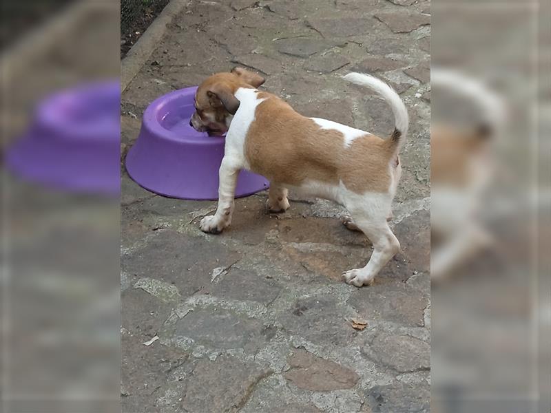 Jack Russell Terrier HÜNDIN mit CHIP/Eu-Pass AB SOFORT