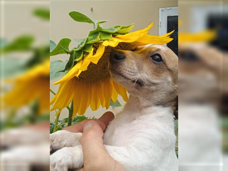 Jack Russell Terrier HÜNDIN mit CHIP/Eu-Pass AB SOFORT